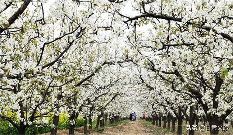 条山农场梨花旅游节价格,条山农场梨花节什么时间开