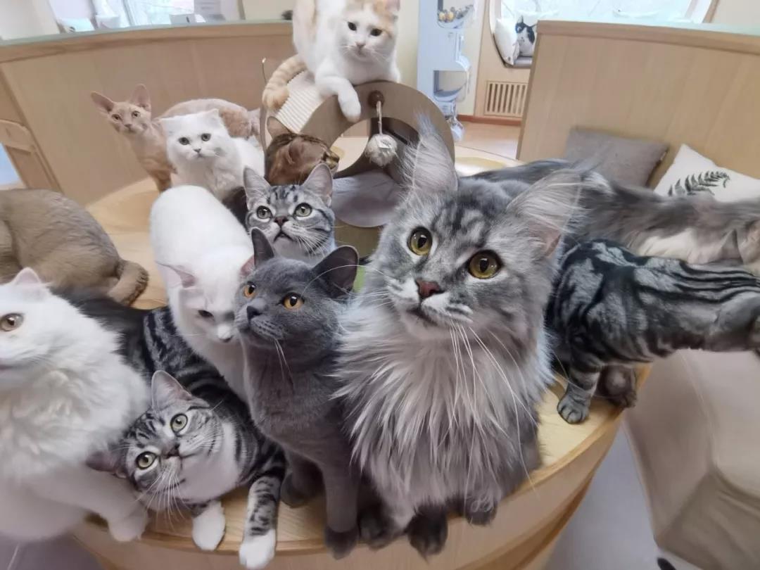 华为nova6全球自拍最好的5g手机,5g版华为nova6拍视频