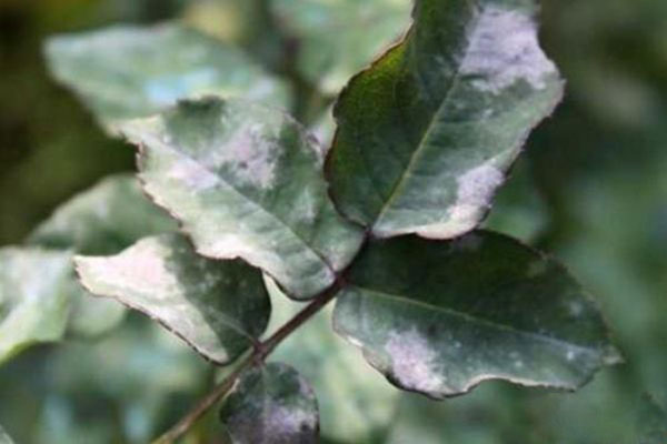 梅花有哪些病虫害,梅花病害及治疗方法