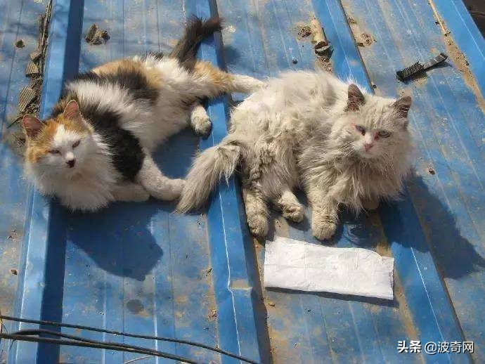 流浪猫英短生宝宝,救助被遗弃的英短蓝猫