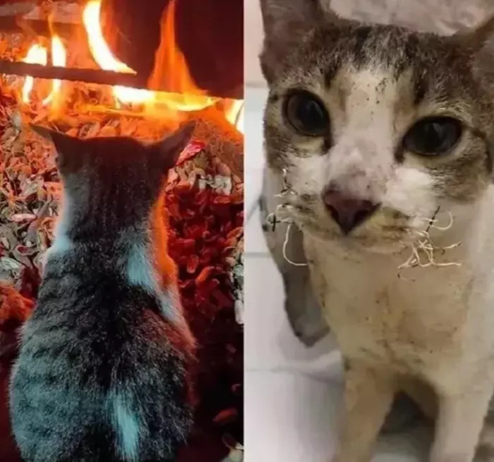 肚子大了,该怎么和家里人解释啊!哈哈哈让你再吃那么多...