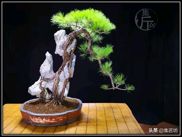 盘点五大树桩盆景流派和常用树种,盆景初学者种什么好