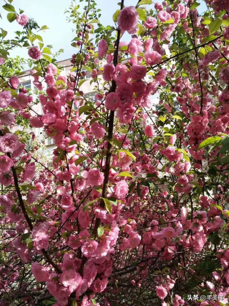 女方母亲结婚十大条件,结婚十大条件