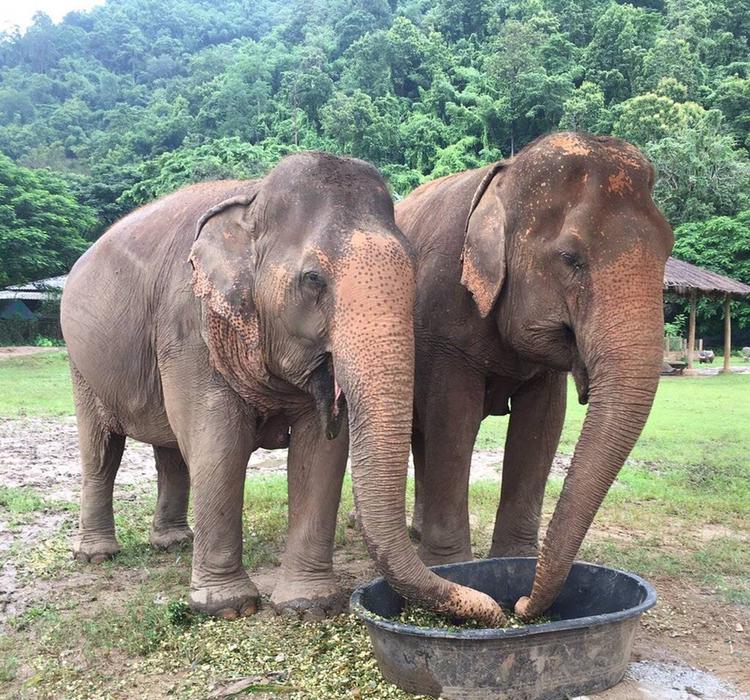 丛林深处，爱上“大脚丫”