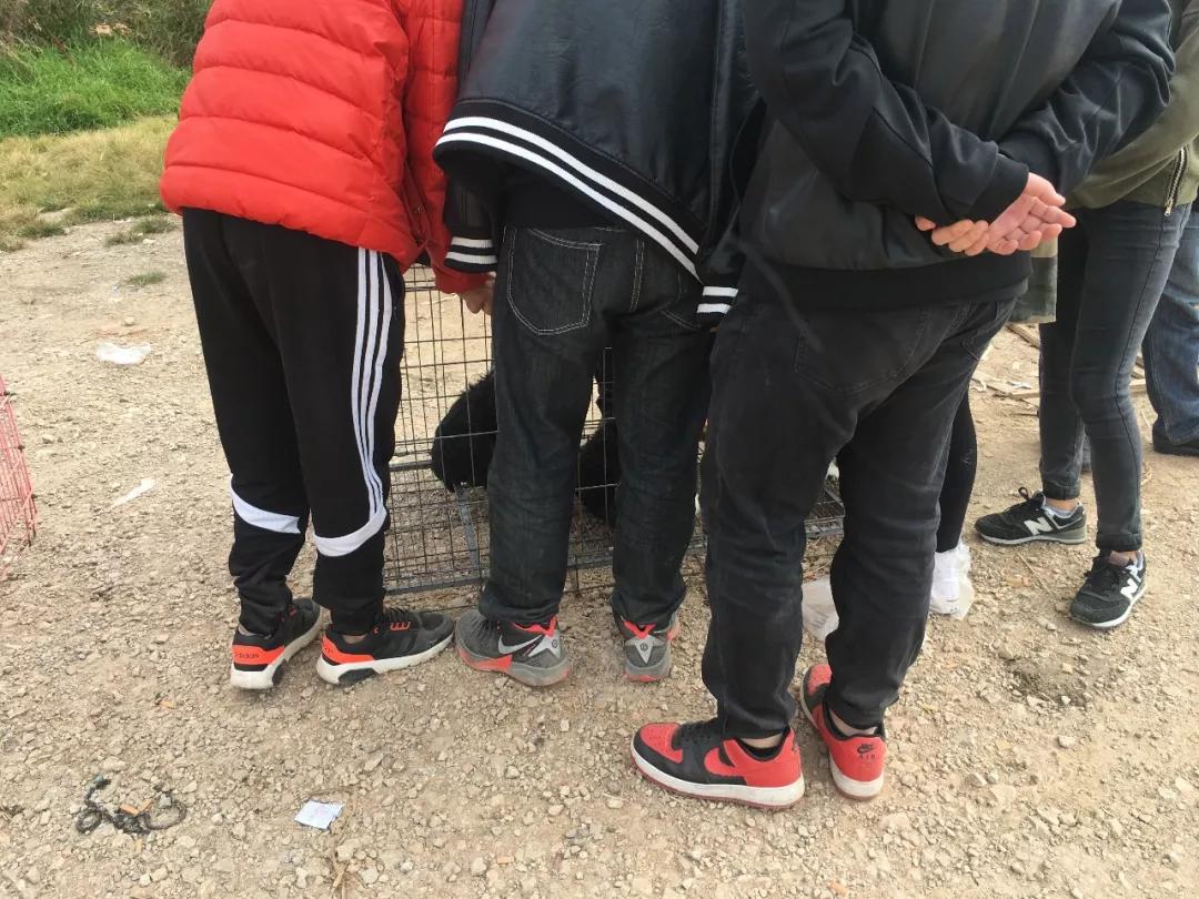 土狗杂交狗品种大全,大型杂交狗品种图片大全