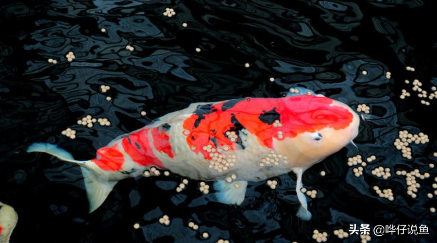 养锦鲤小窍门,养锦鲤必备三种药