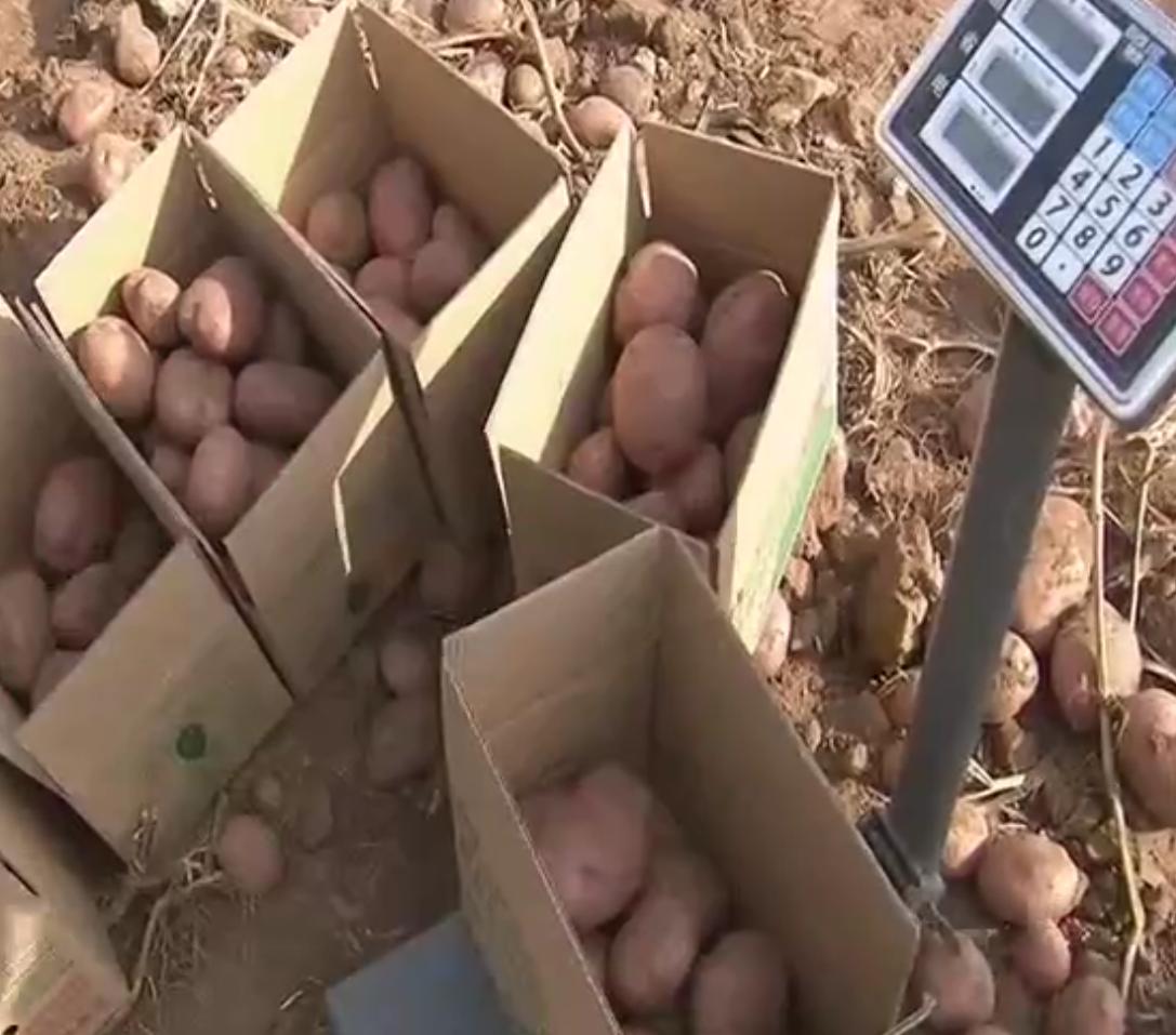 内蒙马铃薯丰收,内蒙古马铃薯丰收