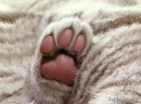 这套喵肉球vs口红色号匹配大全送你了!拿走不谢!