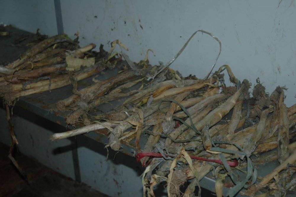 厉害了!我国南极第一个永久机场要开建了