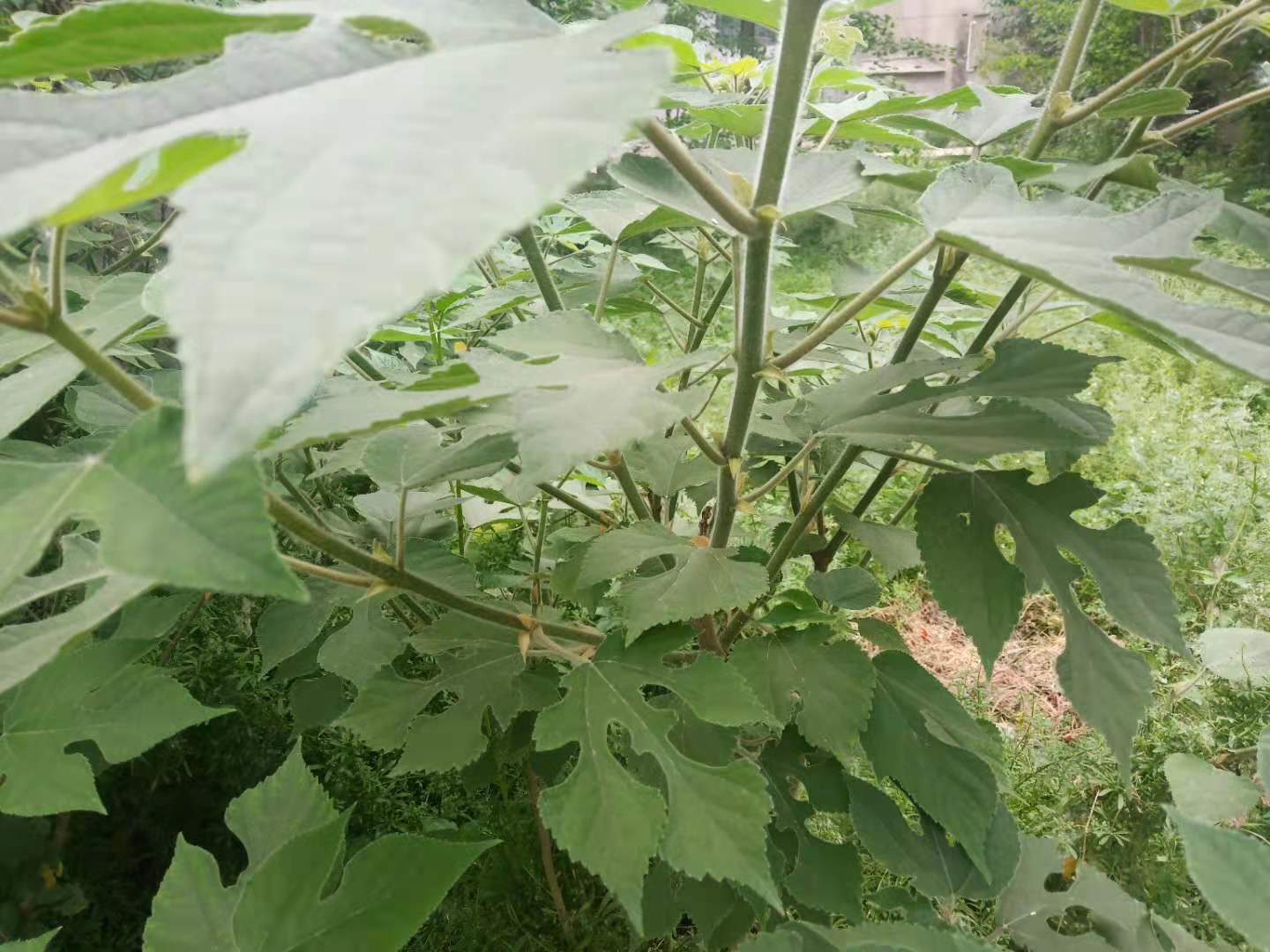 构树如何彻底去除不伤土,农村构树怎么消灭