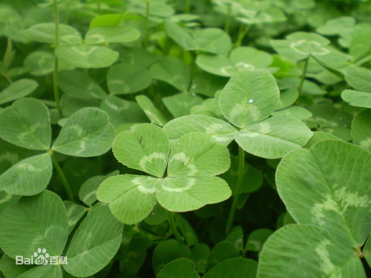 三叶草的根是水晶萝卜能吃吗,三叶草的果子