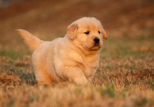 家有爱犬马犬,幼犬3个月大型犬怎么喂养