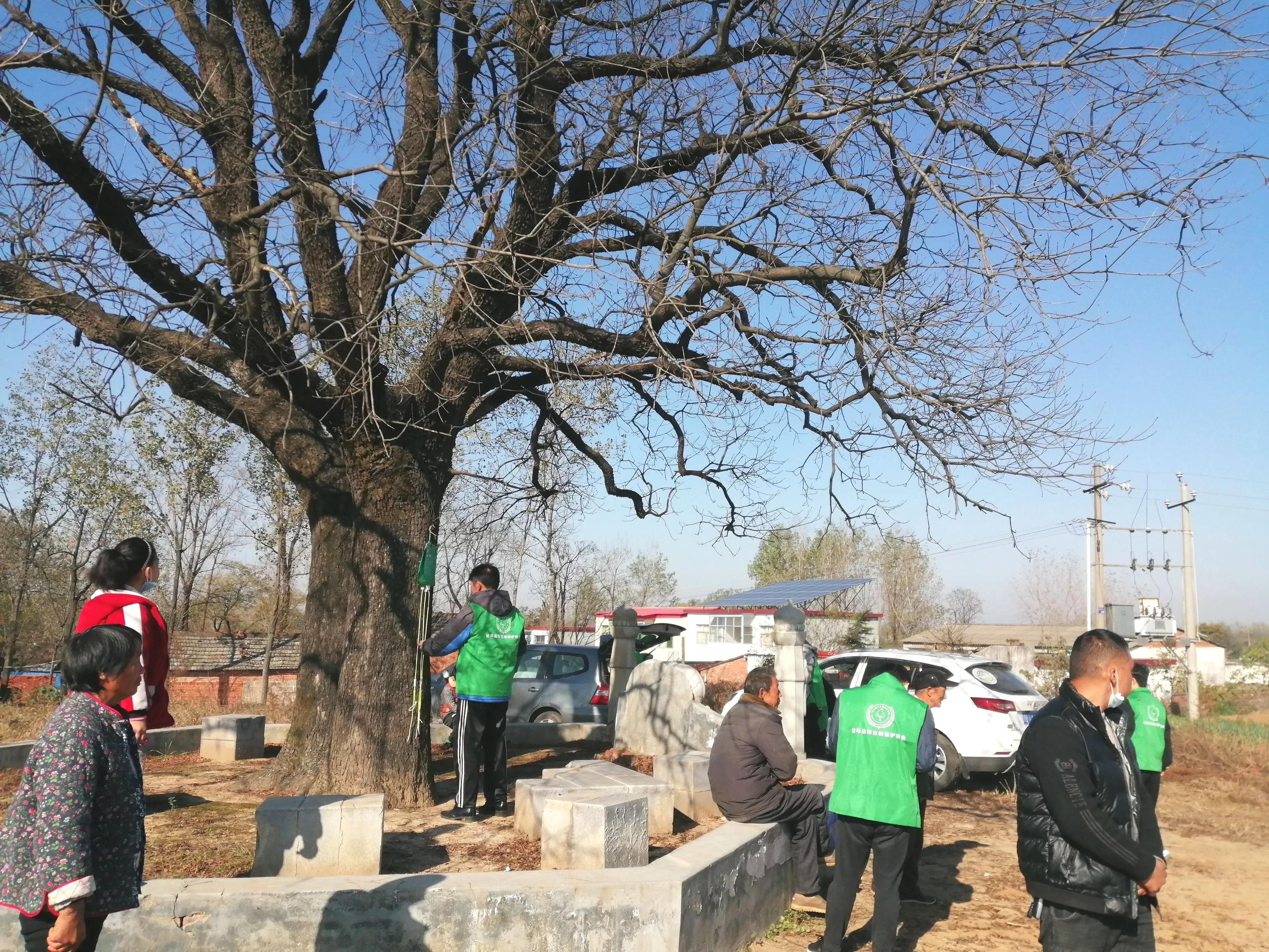 驻马店志愿者行动,驻马店古树保护志愿