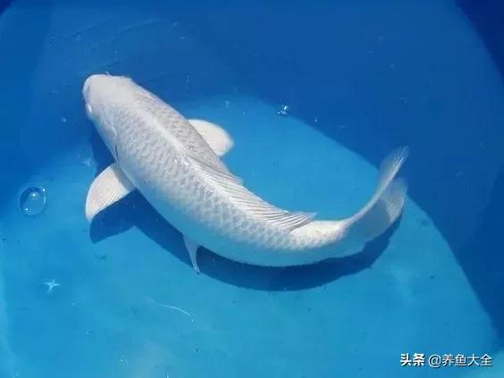 德系锦鲤品种图片,丹顶孔雀锦鲤品种