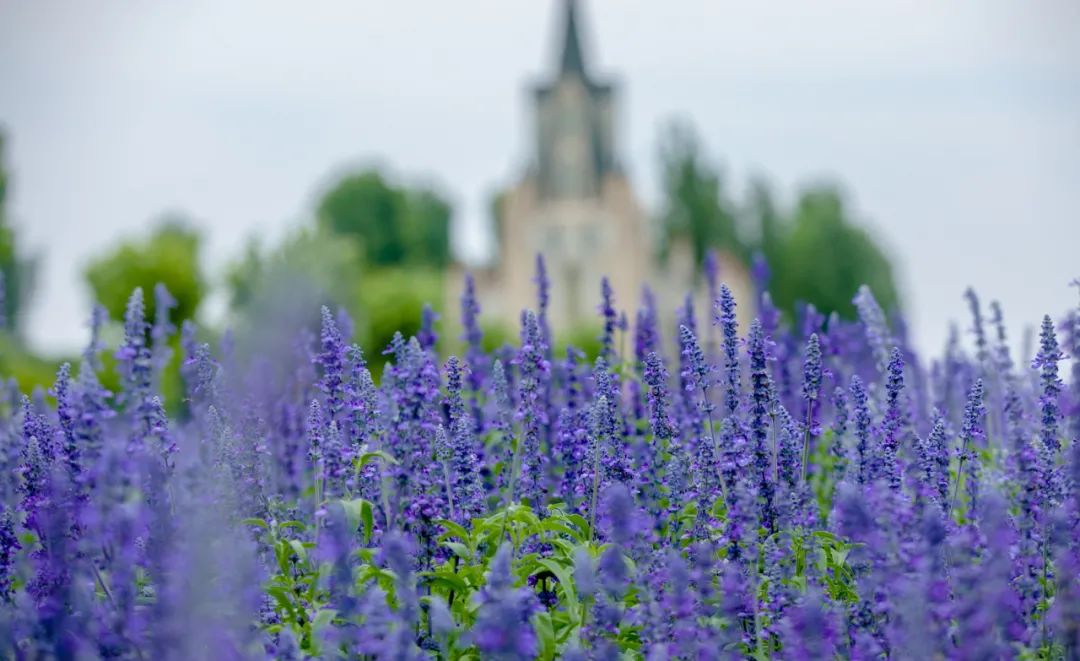 在济南花式避暑,一见“清”心!只需一瞥,便足以把酷夏原谅…