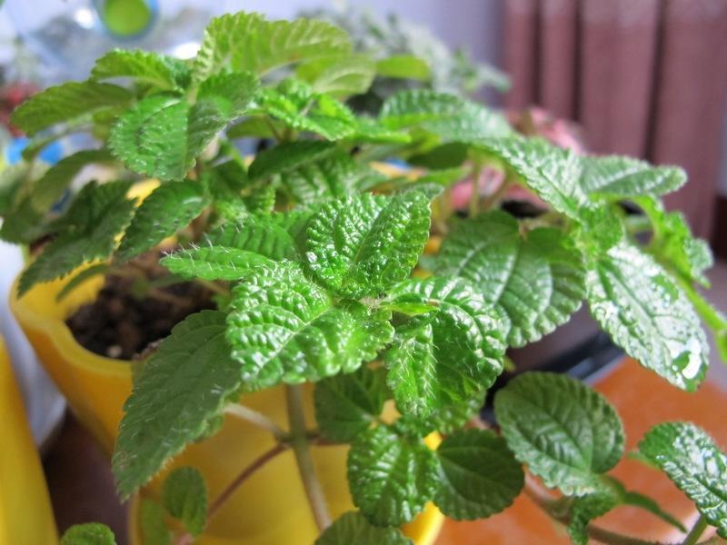 绿萝垂吊正确养法,家庭垂吊植物