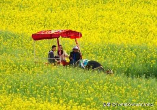 山西方言最难懂上了央视,河南方言哪个地方最难懂