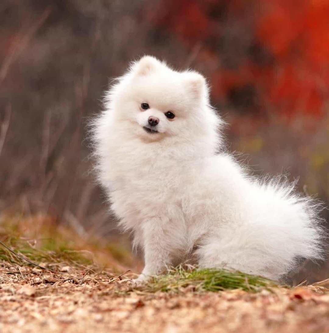 狮子大开口是很棒的销售策略，搭配帮助客户解决最后问题效果不错