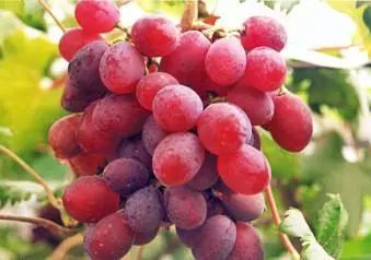 下肢静脉曲张血栓性静脉炎的症状,静脉曲张怎么会引起血栓性静脉炎