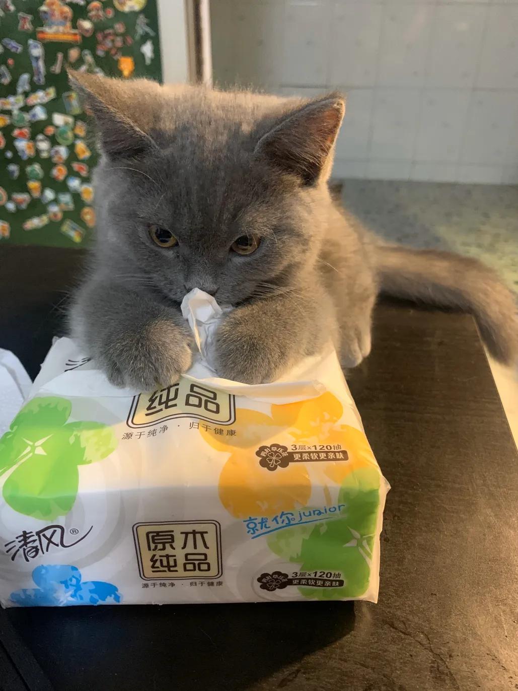 送给新手养猫的20条攻略!干货!(附猫粮推荐和15条养猫小知识)