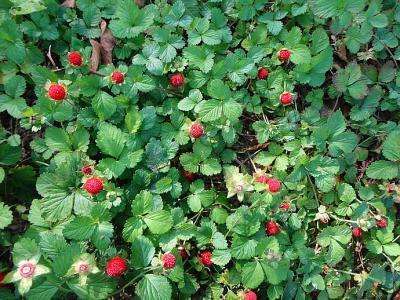 植物都有哪些奇妙之处,植物的奇特现象有哪些