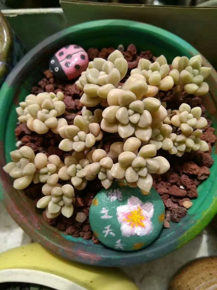 每一棵多肉都承载了一段时光,每一棵多肉都是独一无二