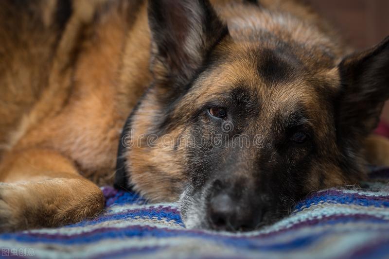 德牧几个月开始记事,德牧第一次来月经是多大
