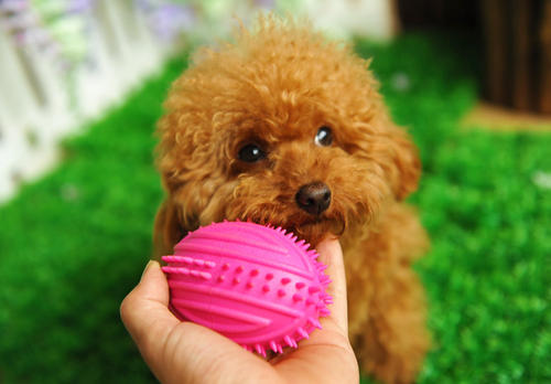 狗狗最喜欢的十大玩具推荐,狗狗最爱的玩具博美