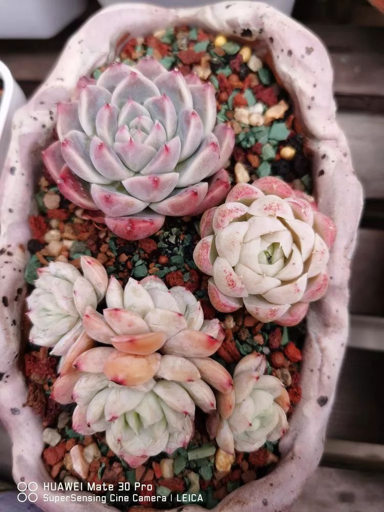 冬日如何更好地养多肉,冬天可以户外养护的多肉