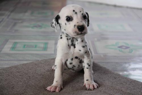 每日一犬,大麦町犬和小麦町犬的区别