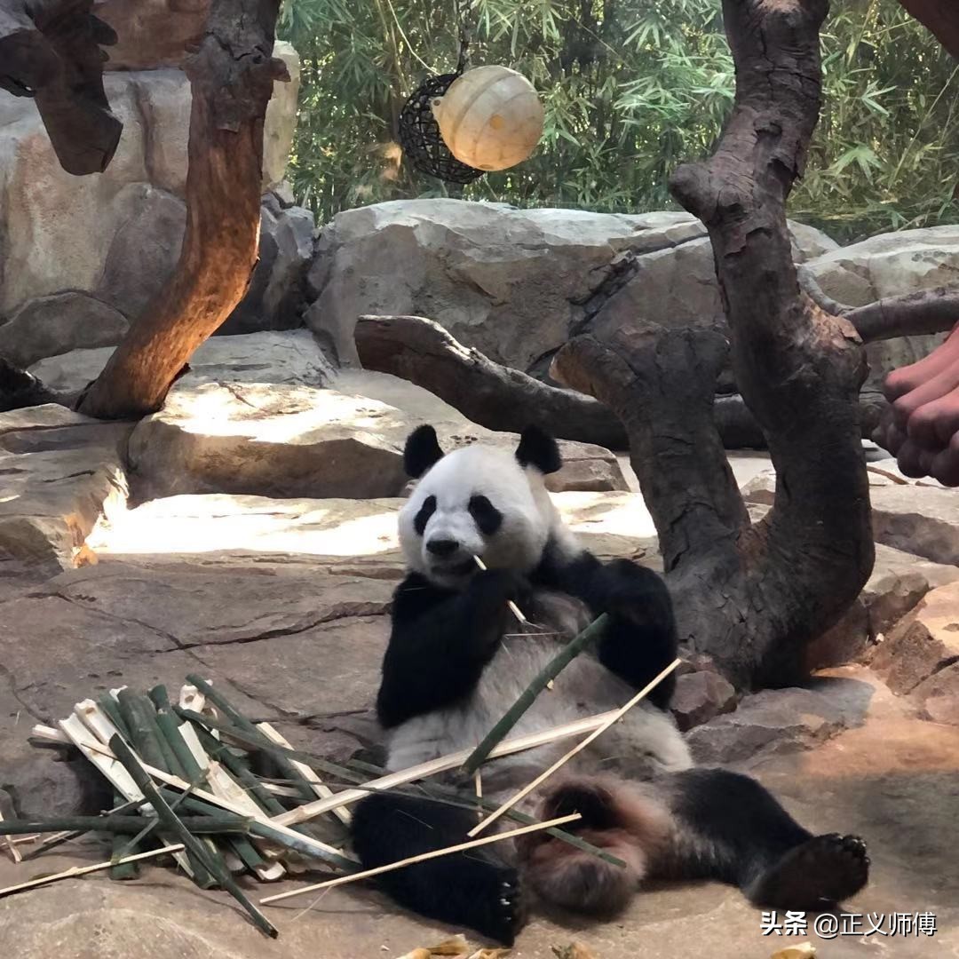 长隆动物园的动物,广州的长隆野生动物园有哪些动物