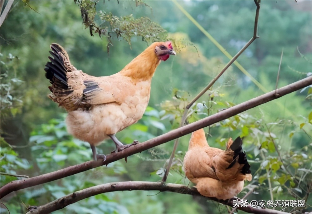 散养土鸡真的这么难吗,生态散养土鸡感谢大家的支持