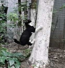 关于流浪动物救助的采访问题,流浪动物救助文章1000字