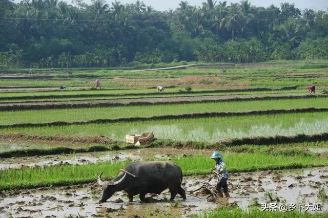 2021年牛年是什么时候开始,农历正月牛开始耕田吗