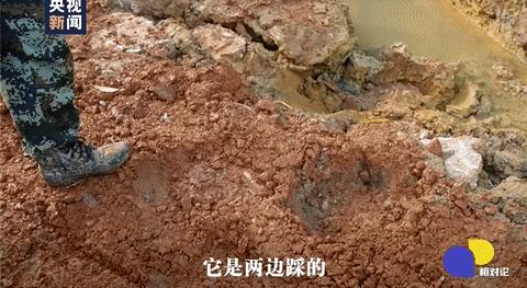 遇到野象攻击,遇到野象为什么要下车