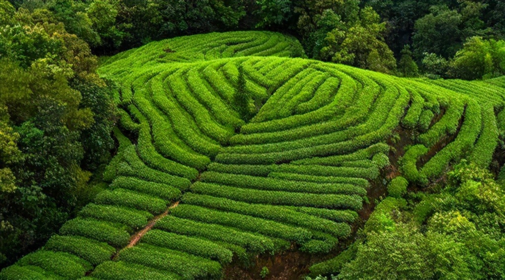 汤晓春：蒙顶散记