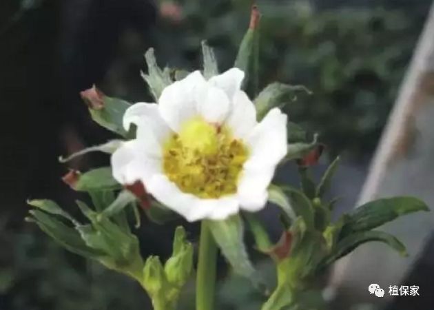 草莓常见病虫害图谱,草莓病虫害图片大全集