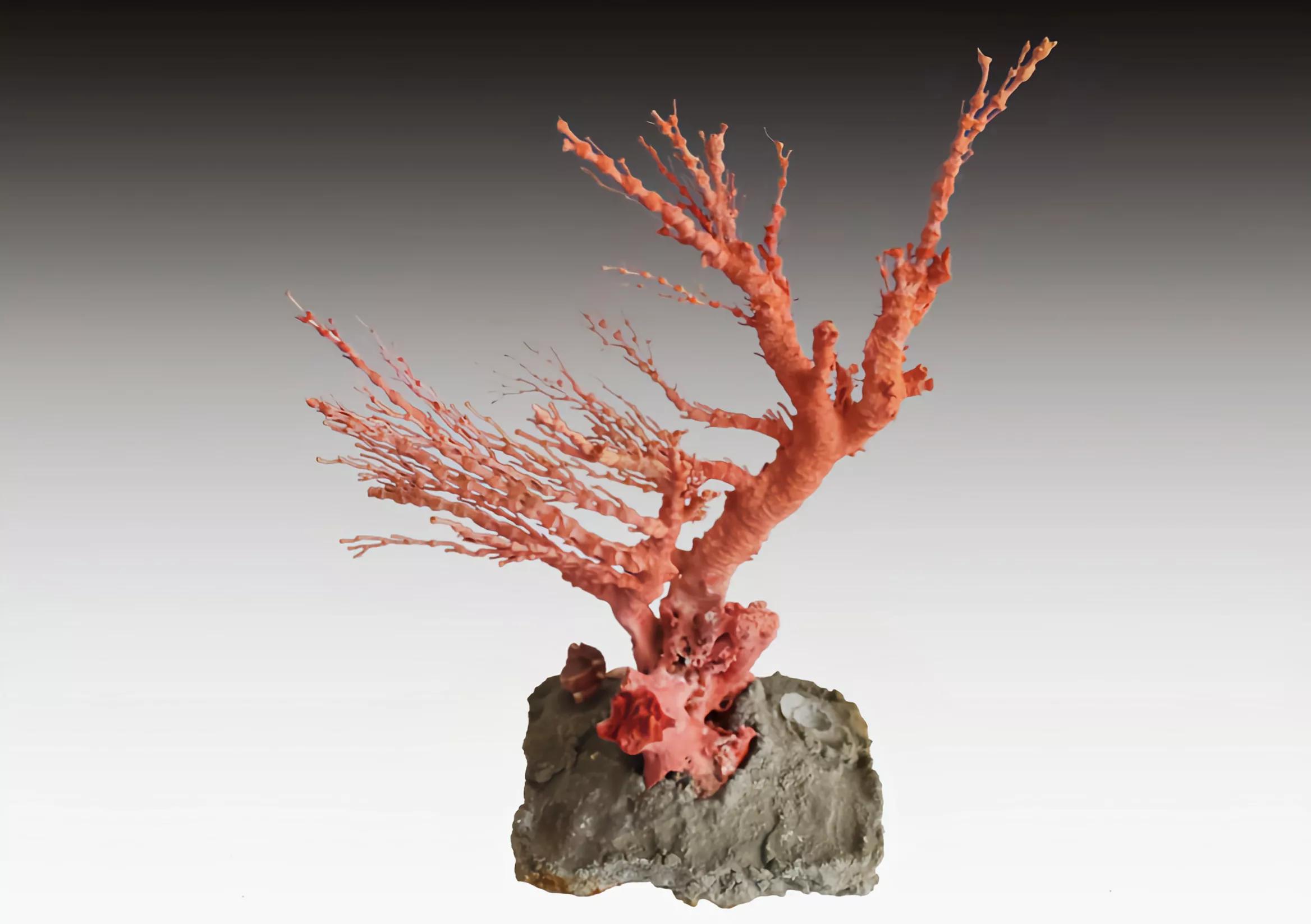 价值上百万!台湾渔*意民**外钓获红珊瑚,谁知竟受国家一级保护