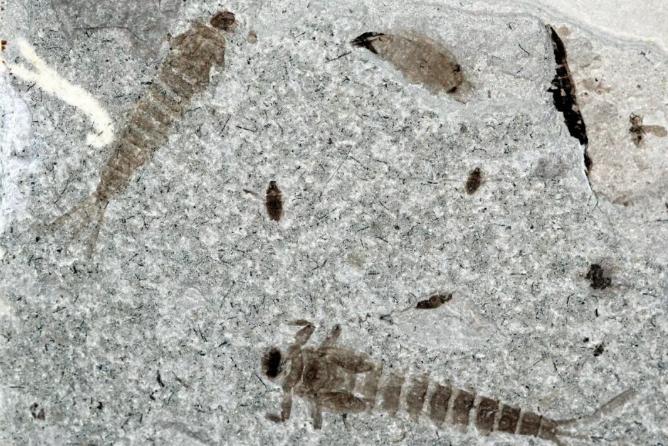 蜉蝣朝生暮死夏蝉不知春秋,蜉蝣朝生暮死而尽其乐出自哪里