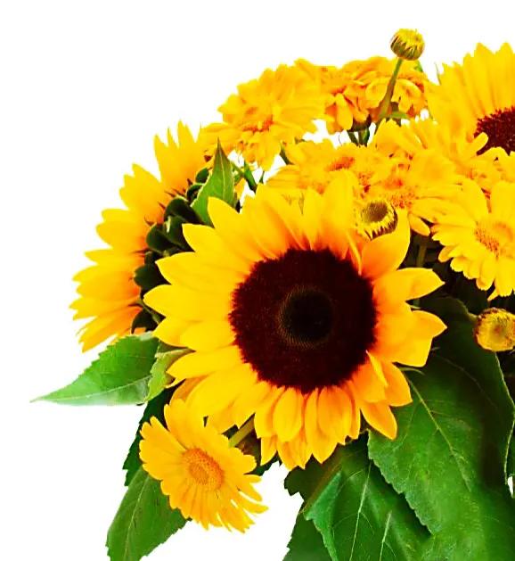 向日葵种子什么品种最好,向日葵哪种是可食用品种