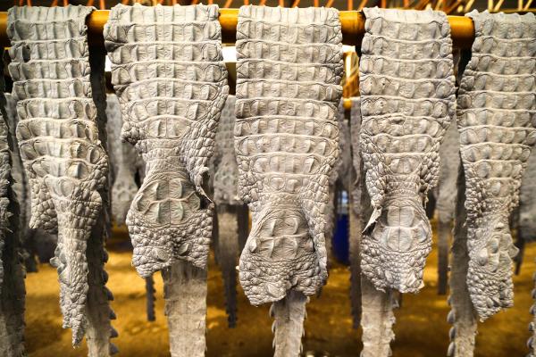 鳄鱼的知识解说视频,鳄鱼知识科普幼儿