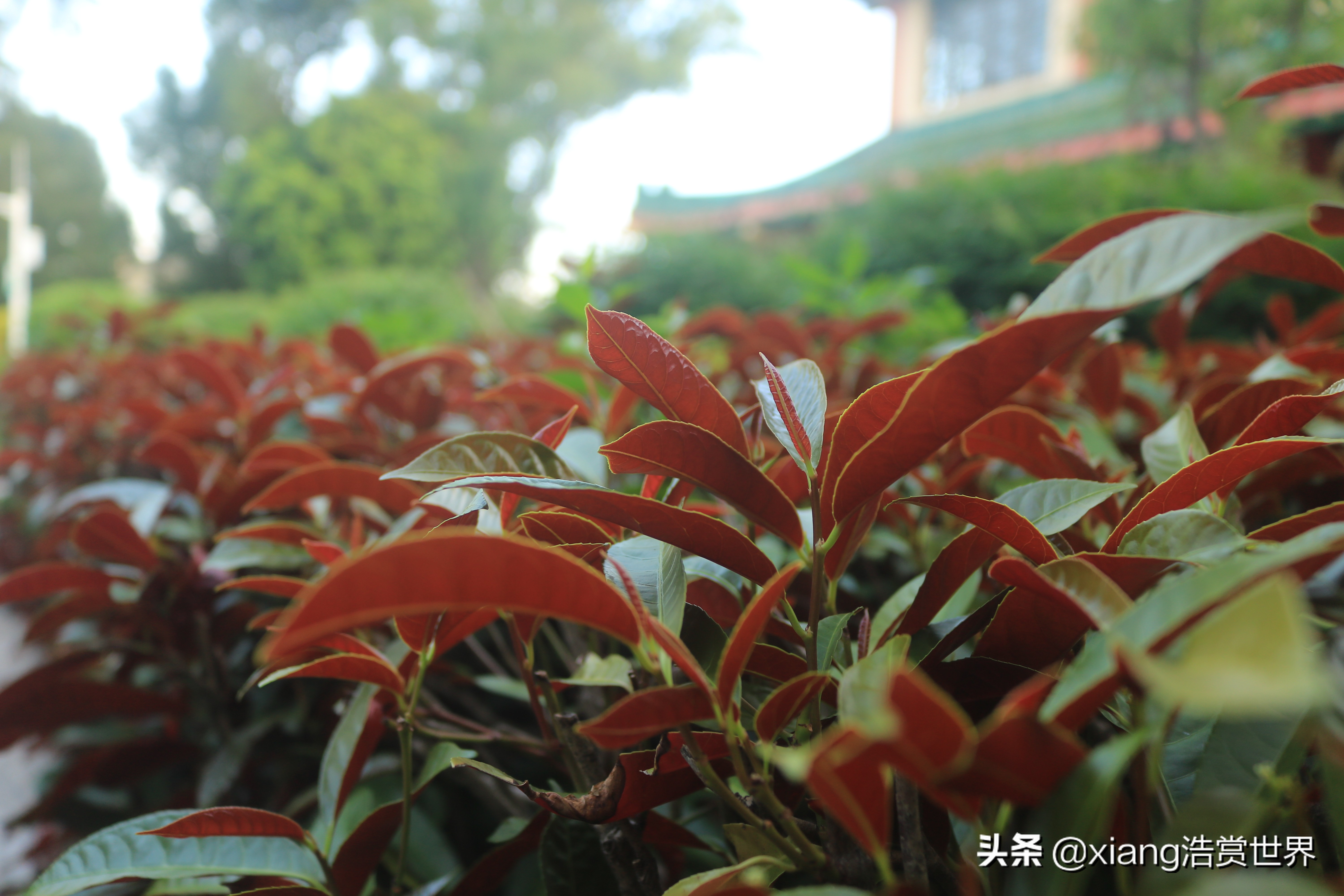 深圳最值得拍照的公园,深圳风景最好看的公园