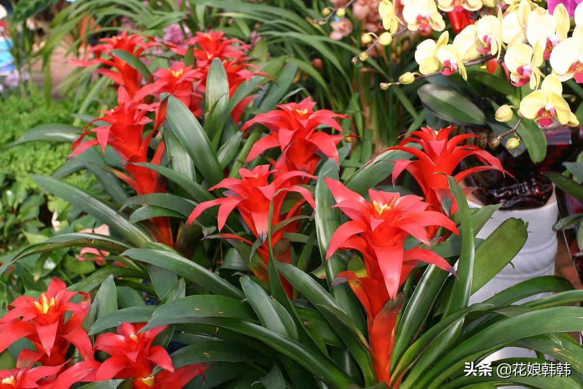 鸿运当头叶子干了是什么原因,鸿运当头为什么干尖