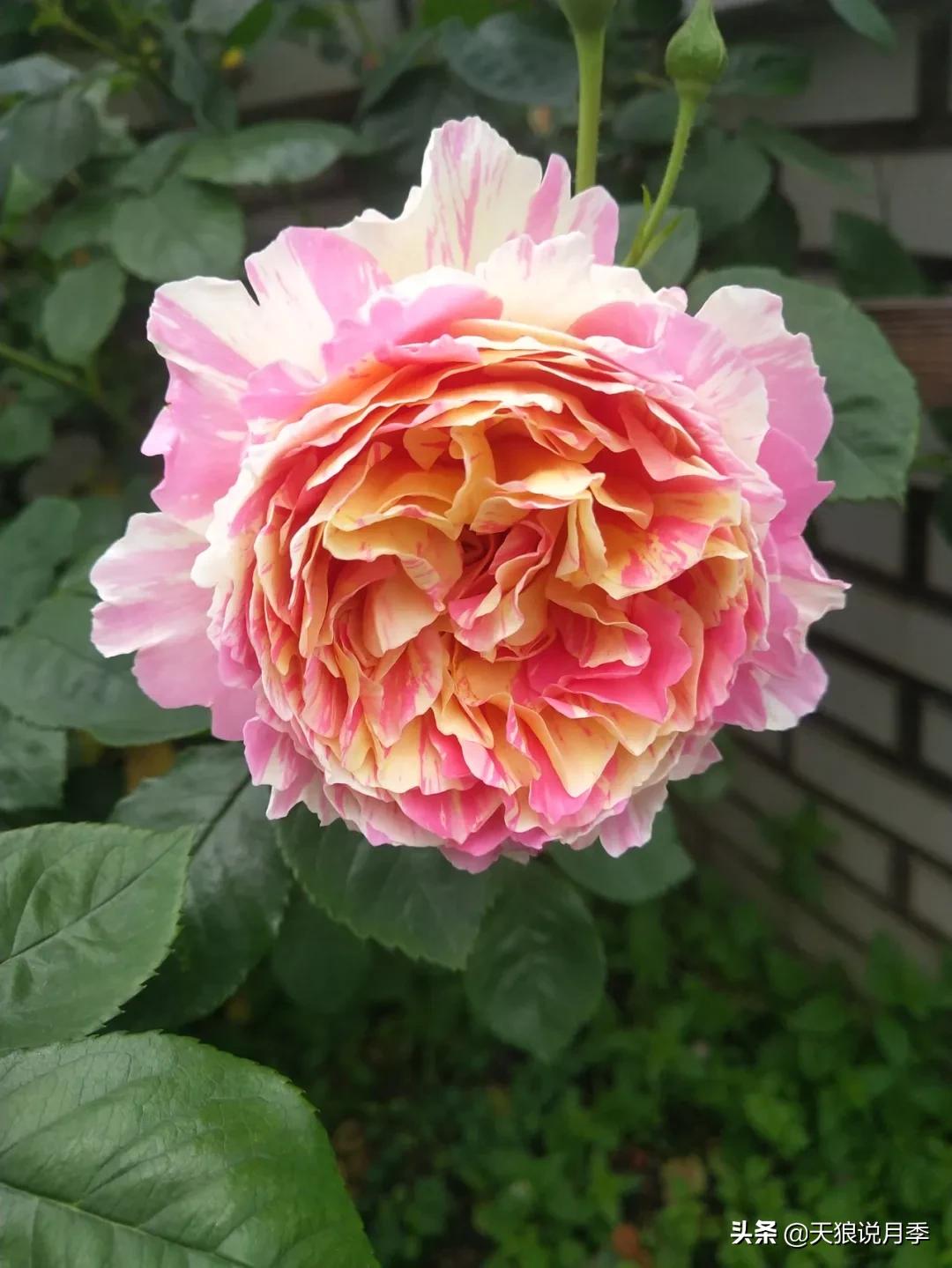 又一个十年,国产自育品种