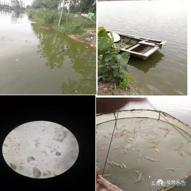 虾蟹高效养殖方法和技术,虾蟹混养如何提高青虾的养殖效益