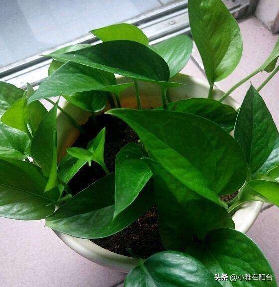 绿萝叶子发黄多久浇次水,绿萝叶子蔫了变软发黑是什么原因