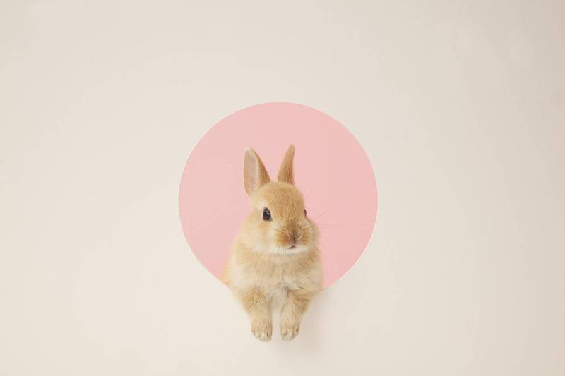 狗狗2021年,2021年的狗狗