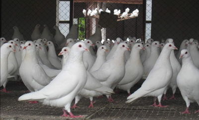 乳鸽瘦小后期可以补救吗,乳鸽瘦小怎么办