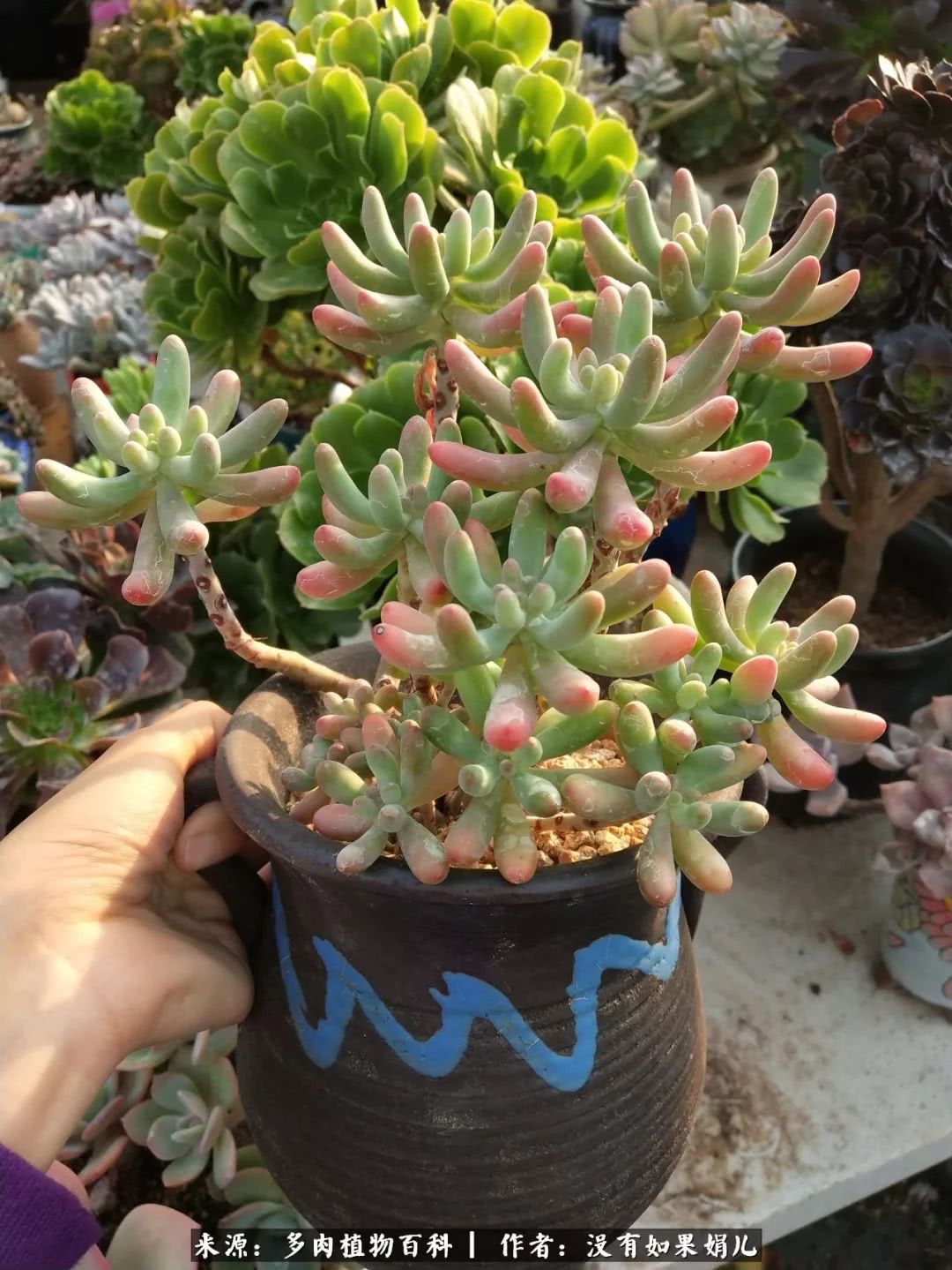 明人不说暗话，我为多肉而来！