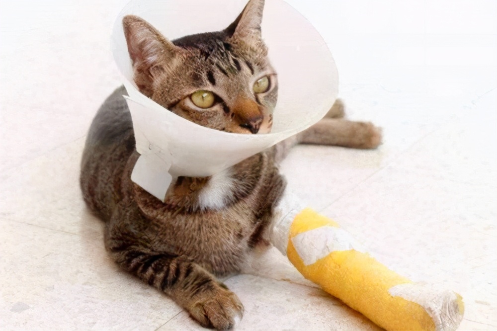 猫咪脸上有伤口化脓,猫咪伤口化脓怎么清创